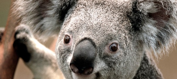 Koala